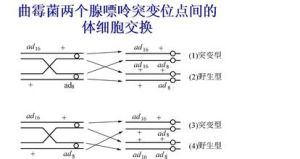 體細胞交換