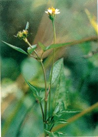 三葉鬼針草