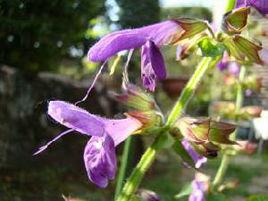 紫花圓苞鼠尾草