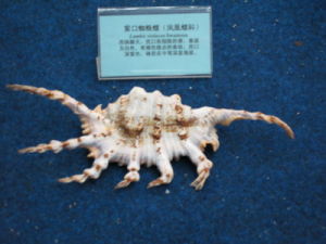 紫口蜘蛛螺