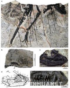 異齒龍類化石