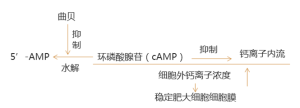 抗過敏反應作用機制