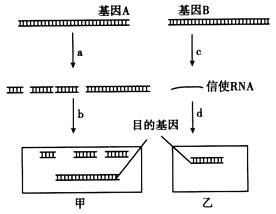 腺苷酸脫氨酶