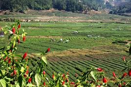 華安仙都平原 華安仙都平原