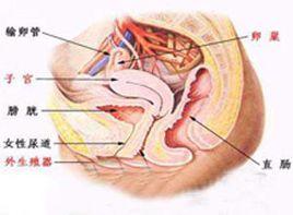 外陰腫脹