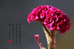 雞冠花[莧科植物]