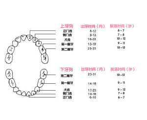 恆牙