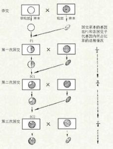 回交育種