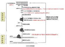 RNA干擾機制