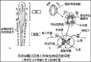 高等脊椎動物