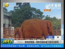 昆明動物園大象踩死相處10年飼養員