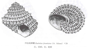 凹窪真蹄螺