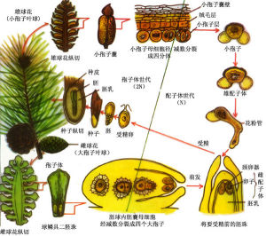 蓋子植物綱