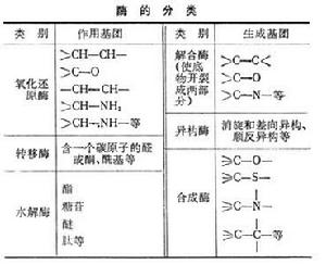 酶催化劑