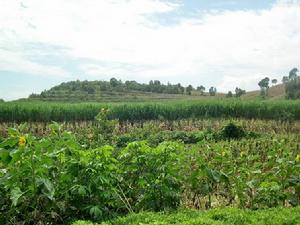 上火山自然村發展重點－種植業