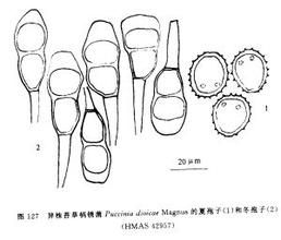 異株苔草柄鏽菌