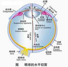 球結膜下出血