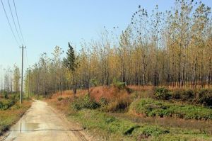 楊樹林遺址