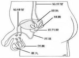 精囊增大