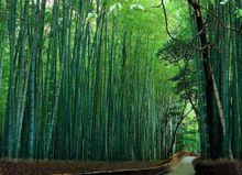 福建石佛山森林公園