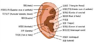 特發性突耳聾[暴聾(西醫）]