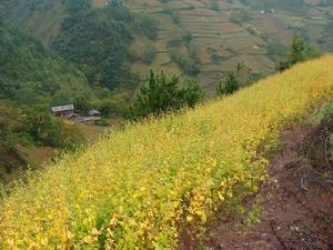 術片四自然村農村經濟-種植業