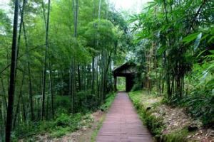 赤水竹海國家森林公園