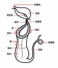 吃蚊草