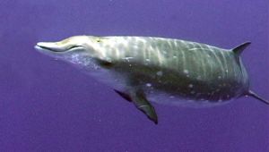 貝氏喙鯨