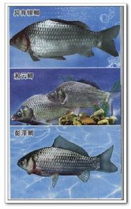 （圖）野生鯽魚