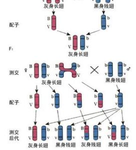 連鎖和交換