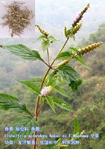 香茹屬