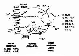 磷代謝