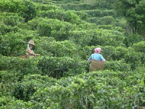 茶葉種植