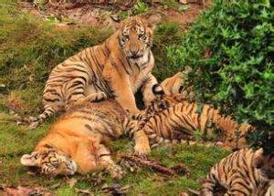 長沙動物園老虎園