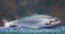 轉基因鮭魚生長速度是野生大西洋鮭魚的兩倍