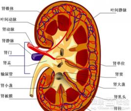 肝性腎功能衰竭