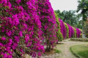 西雙版納熱帶花卉園