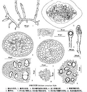 沙地石花菜