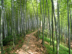 溪坑沿古道