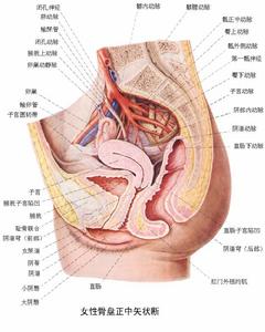 陰道轉移性腫瘤