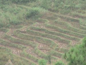 付果山村-旱地