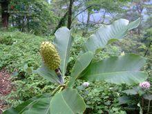 川厚朴原植物