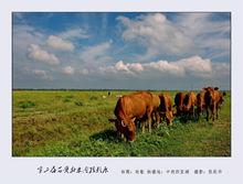 濕地公園美景