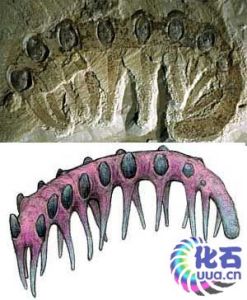伊迪卡拉動物群化石