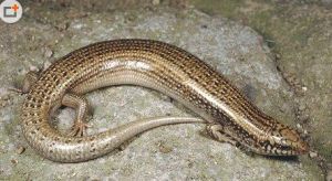 格紋石龍子 格紋石龍子