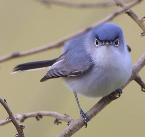 藍灰食蚊鳥