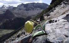 高山植物[生態學術語]