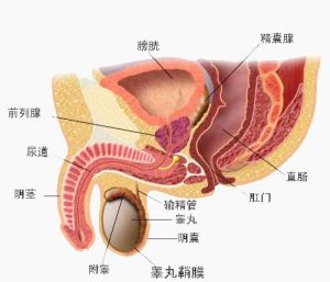 原發性陽痿