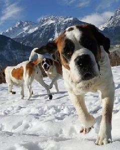 St. Bernard (dog)